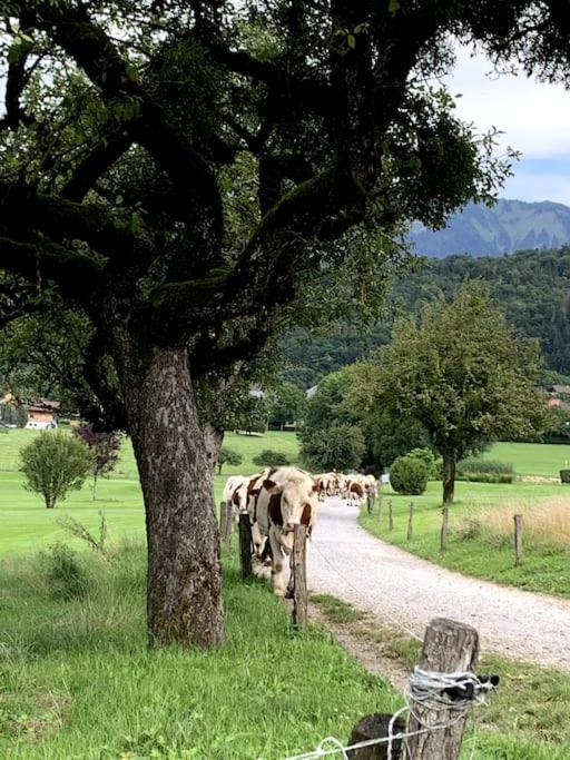 Petit Cocon Entre Lac, Golf Et Montagne, Proche D'Annecy Giez Bagian luar foto